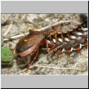 Picromerus bidens - Zweizaehnige Dornwanze attackiert Acronicta rumicis - Ampfereule 01i.jpg